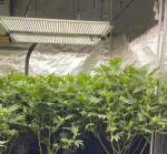 480W Full Spectrum LED Grow Light Samsung LM301B Quantum Board