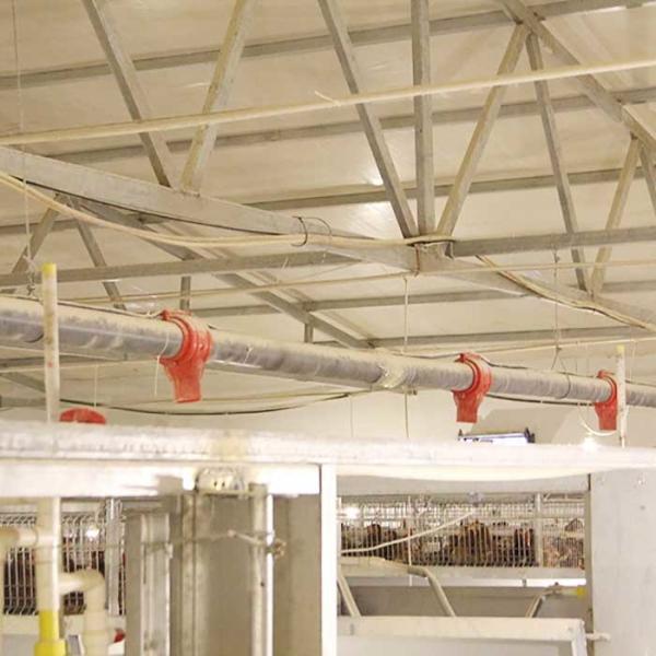 Buy cheap 380V Cage House Poultry , Automatic Layer Poultry Equipment Long Life Span from wholesalers