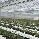 Film Cover Agriculture Multi Span Greenhouse for Vegetable/Crop/Flower/Fruit