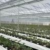 Buy cheap Multi Span Film Greenhouse for Hydroponics Growing Protects Plants from Harsh Weather from wholesalers