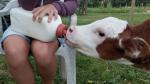4Litre Easy To Clean White Calf Feeding Bottle With Anti Slip Grip