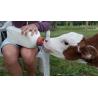 Buy cheap 4Litre Easy To Clean White Calf Feeding Bottle With Anti Slip Grip from wholesalers
