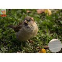 Buy cheap Anti Bird Garden Mesh Netting For Plants , BOP Bird Prevention Netting product