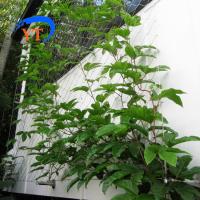 Buy cheap YT Stainless Steel Wire Rope Mesh Ferruled Type / Knotted Type For Green Plants product
