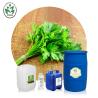 Buy cheap 100 Purity Massage Essential OIls Celery Seed Essential Oil Anti Aging from wholesalers