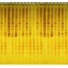 Buy cheap Denaturing Gradient Gel Electrophoresis Equipment Gel Electrophoresis Unit (DGGE) from wholesalers