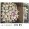 Buy cheap Garlic to Senegal from wholesalers