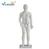 Buy cheap 178CM Acupuncture Human Body Model from wholesalers