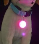 Puppy LED Flashing Pet Collar Necklace Buckle Night Flashing Safety Lights For