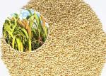 Buy cheap Mini Size Bird Food For Small Birds , White Millet Seed Premium Quality from wholesalers