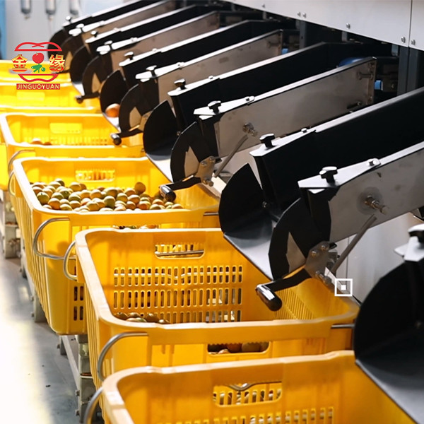 Buy cheap 380V Intelligent Kumquats Fruit Sorting Machine White Grading Machine 8 Lanes from wholesalers