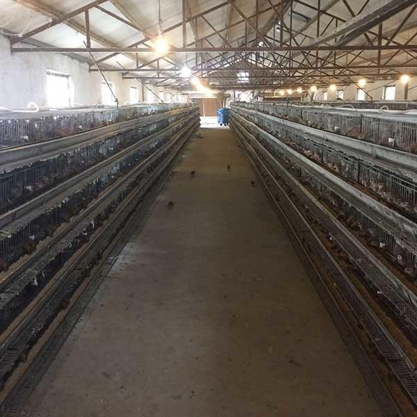 Buy cheap 9.5mm Dia 2 Doors Quail Battery Cages , 1300 * 450 * 250mm Quail Egg Cage from wholesalers