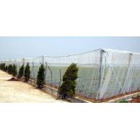 Buy cheap Hdpe Insect Proof Net / Greenhouse Plastic Anti Insect Netting product