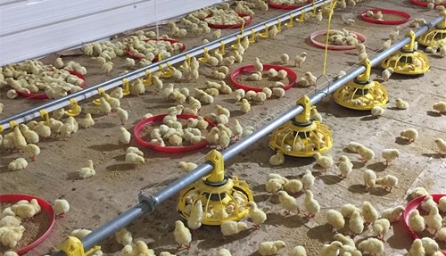 14 Grids 72mm Ground Broiler Chicken Shed Construction