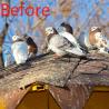 Buy cheap Bird Spikes for Pigeons Small Birds,Stainless Steel Bird Spikes -No More Bird Nests & Poop-Disassembled Spikes 10 Strips from wholesalers