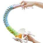 Vertebrae Nerves Arteries Pelvic Bone And Femur Anatomical Skeleton Full Size
