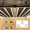 Buy cheap Wifi Master Controllor ETL 4000K Horticulture Grow Lights from wholesalers