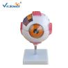 Buy cheap Human Eye Anatomical 55cm Model from wholesalers