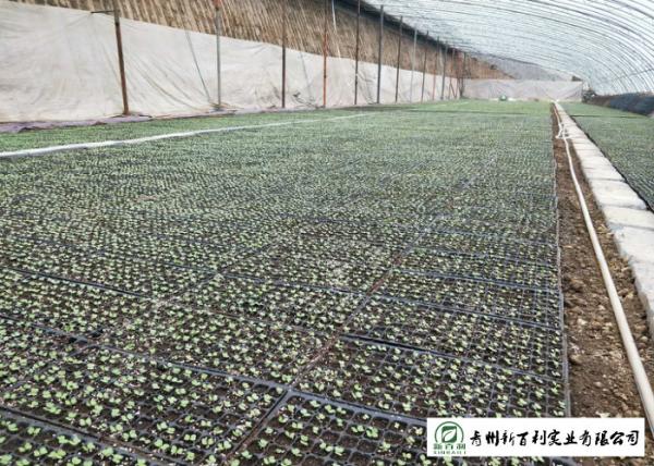 Buy cheap Safety Chinese Green Cabbage Lower Cholesterol Levels Without Pollution from wholesalers