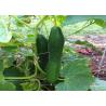 Buy cheap Plant Climbing Net Vegetable Grow Up Support Net from wholesalers
