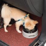 Pet Non Slip Car Drink Water Bowl Non Wet Mouth Dog And Cat Bowl