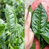 Buy cheap Dry and ventilated Dark Chinese Tea Health Natural weight loss from wholesalers
