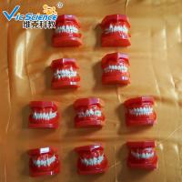 Buy cheap VIC-E8 Ortho Dental Study Models Malocclusions Classification 10 Pieces product
