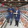Buy cheap 110kg Capacity Chicken Cage for Raising Chicken at 432cm2 A or H Type Doris from wholesalers