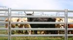 Buy cheap 15pcs Bundle Heavy Duty Portable Cattle Panels For Sale & Gate from wholesalers