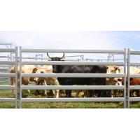 Buy cheap 15pcs Bundle Heavy Duty Portable Cattle Panels For Sale & Gate product