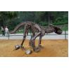 Buy cheap Simulation Fiberglass Complete Dinosaur Fossil For Entertainment Park from wholesalers