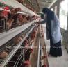 Buy cheap Layers Battery Cage Price In Nigeria 12 Weeks Chicken 128 Birds Star from wholesalers