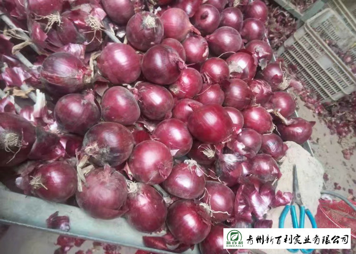 Big Size Fresh Yellow Onion Vacuum Packing Peeling Sell To Supermarket