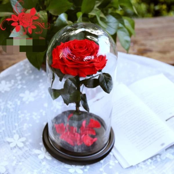 Buy cheap Luxury rose large size preserved rose 10cm in big long glass dome Natural Fresh flower rose from wholesalers
