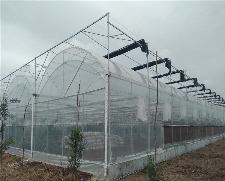 2023 Juxiang Agriculture Equipmenthydroponic Greenhouse with Cooling System for Sale