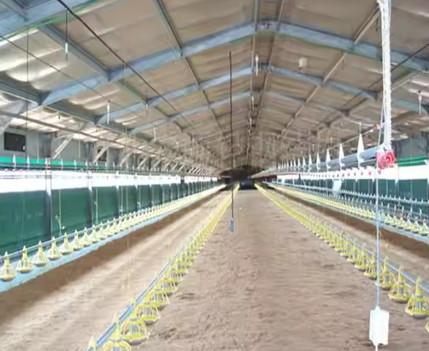 Buy cheap Prefab Metal Structure Building Dairy Cow Shed Goat Farming House Light Steel Frame Horse Barn Steel Structure Poultry House from wholesalers