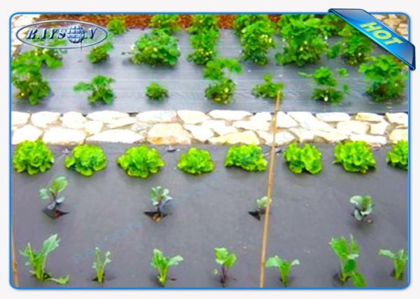 Buy cheap Eco-Friendly 30gsm Black Color Agriculture Non Woven Cover For Vegetables from wholesalers