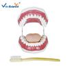 Buy cheap Unbreakable Dental Study Models from wholesalers