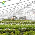 Blackout Greenhouse For Medical Plants