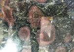 Black Gold Polished Granite Tiles , High Density Granite Countertop Slabs