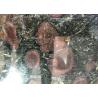 Buy cheap Black Gold Polished Granite Tiles , High Density Granite Countertop Slabs from wholesalers