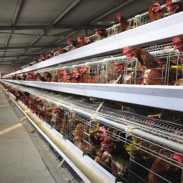 Buy cheap A Type Egg Laying Hen Layer Chicken Cage For Poultry Farm 3 Tiers 195*38*38 Cm from wholesalers