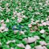 Buy cheap Poured Rubber Playground Flooring from wholesalers