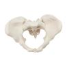 Buy cheap Eco-friendly PVC 1:1 Life Size Medical Education Artistic Creation Design Ergonomics Physical Education Female Pelvic Model from wholesalers