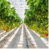 Buy cheap Strawberry Plant Greenhouse Poly Film Tunnel Arch Plastic Film from wholesalers