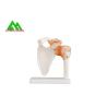 Buy cheap Human Joint Model For Medical Teaching 11cmx4cm Corrosion Resistance from wholesalers
