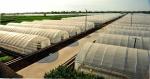 Small Size Single Tunnel Greenhouse Galvanized Tube Frame Span Width 6 / 8 / 10m