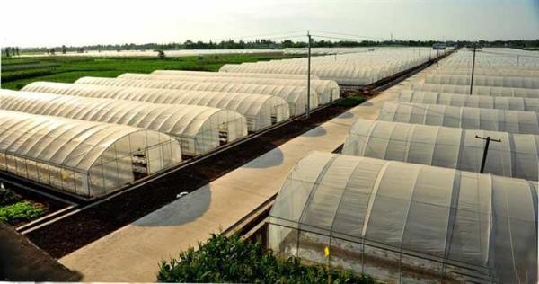 Buy cheap Small Size Single Tunnel Greenhouse Galvanized Tube Frame Span Width 6 / 8 / 10m from wholesalers