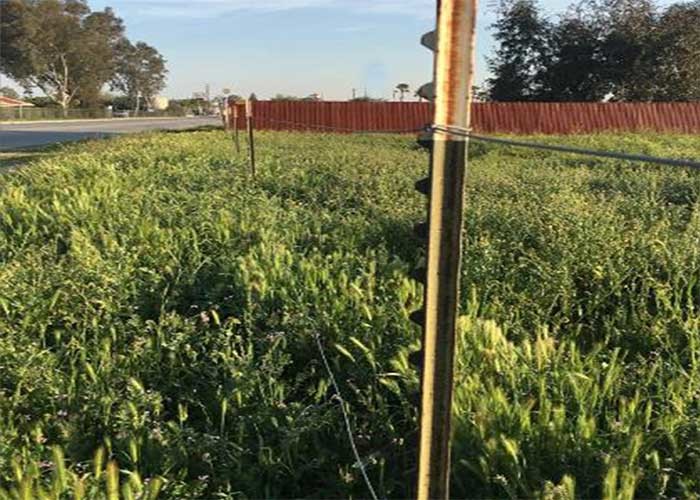 American Steel 1000mm 6ft Studded T Post In Galvanized Fence