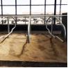 Buy cheap Stainless Steel Galvanized Pipe Free Stalls For Cows Single Row Style from wholesalers